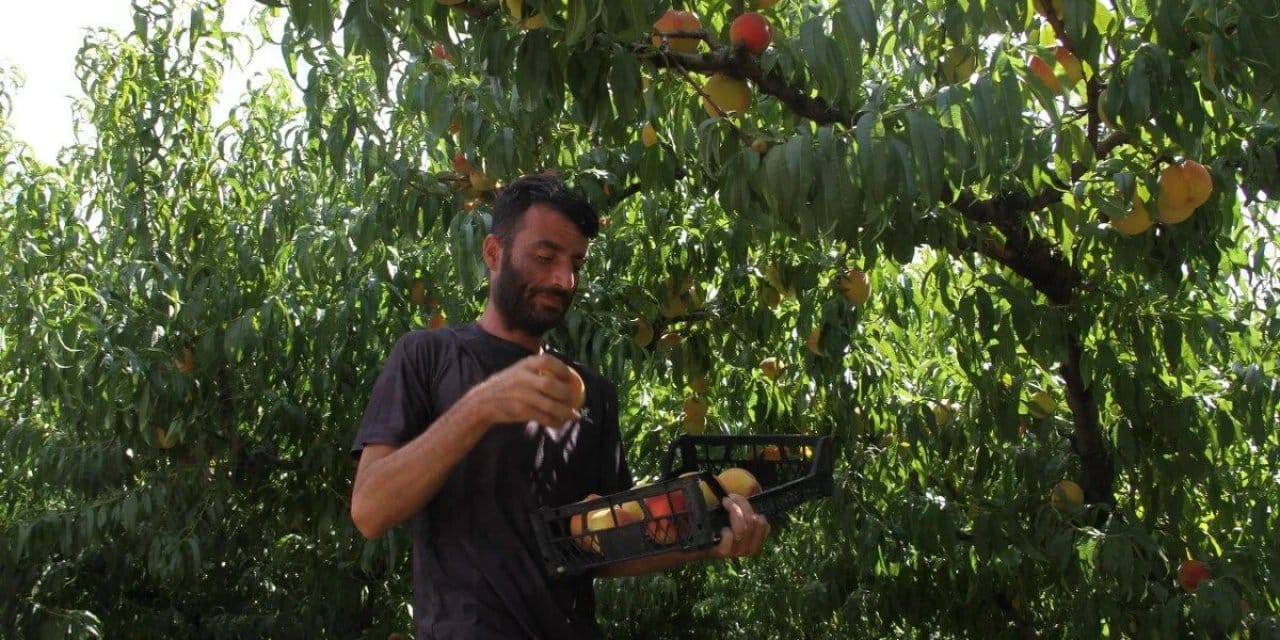 20 donumluk arazide 40 ton hasat yapti kilosunu 100 tlye satiyor hyONlN4H