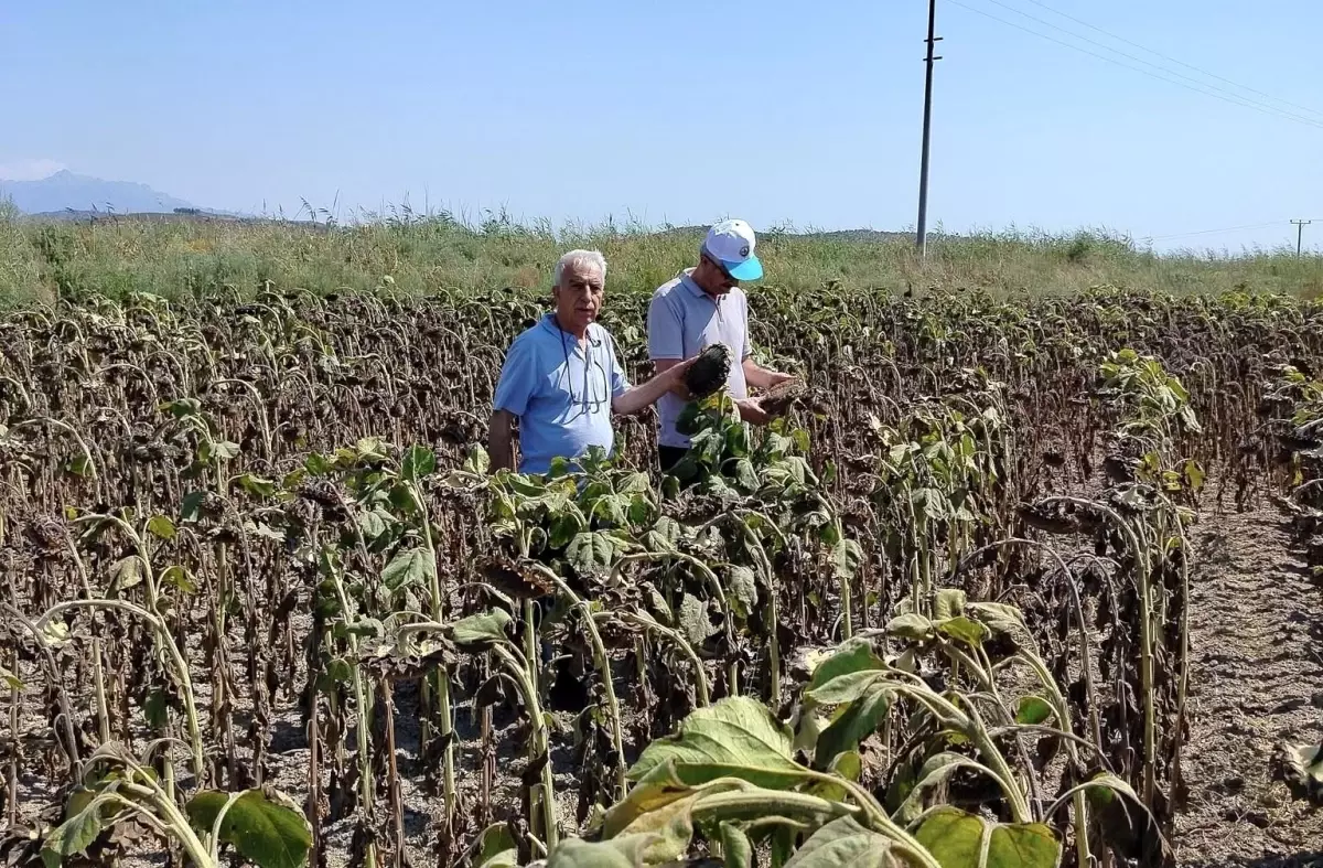 sokede aycicegi verim beklentisi artiyor 7Pg81kC7