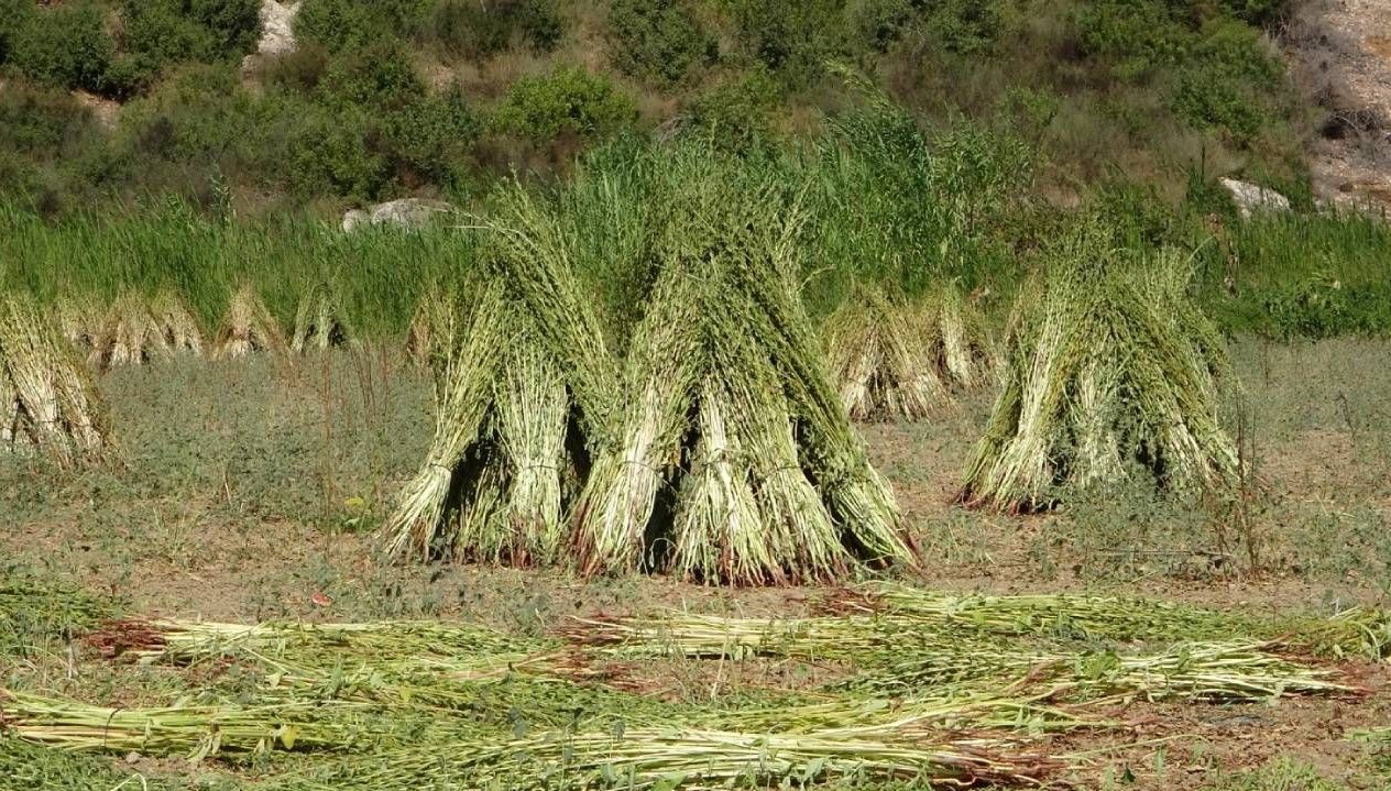 altin susamda hasat basladi 62sOuiCd