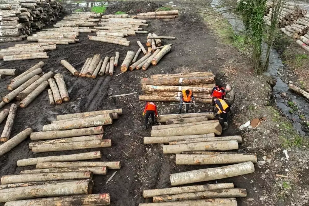 duzcede orman urunleri ihracati 9 bini gecti 9XIjuKLu