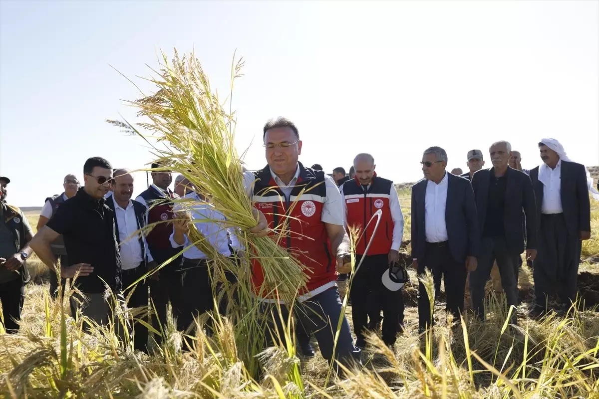 karacadag pirinci hasat etkinligi ualduOeI