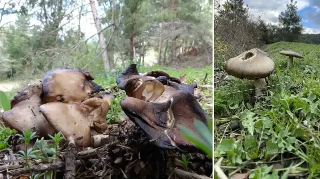 uzmanindan kritik uyari sonbaharda mantar zehirlenmelerine dikkat 1dKHYpII