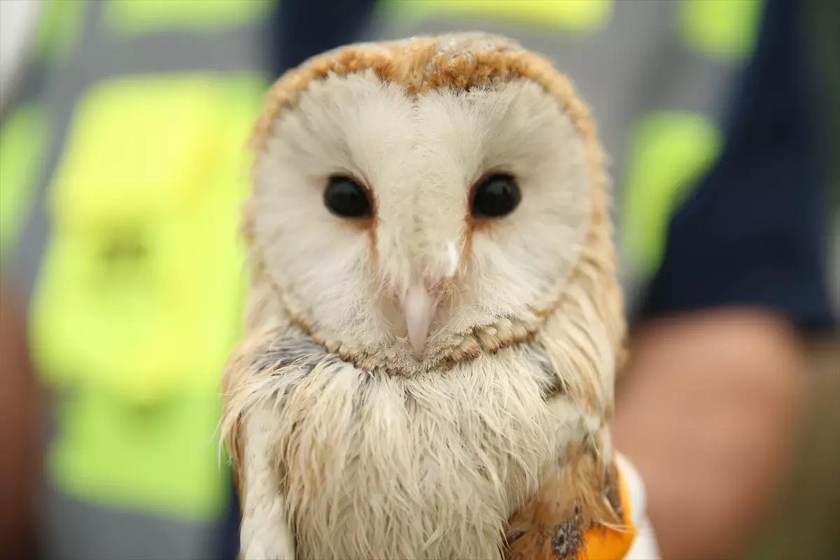 arifiyede baykus kurtarildi WYZgdUB3.jpg