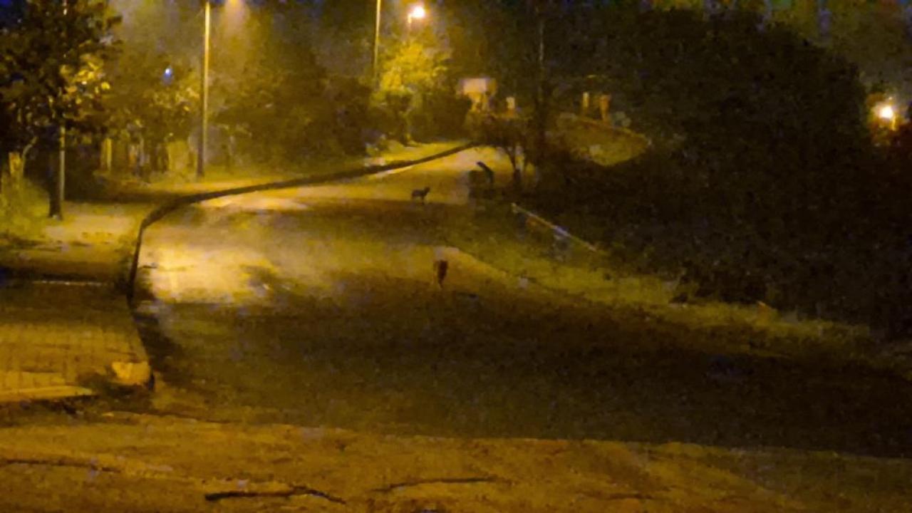 cakallar sehir merkezini mesken tuttu dADFJxH4.jpg