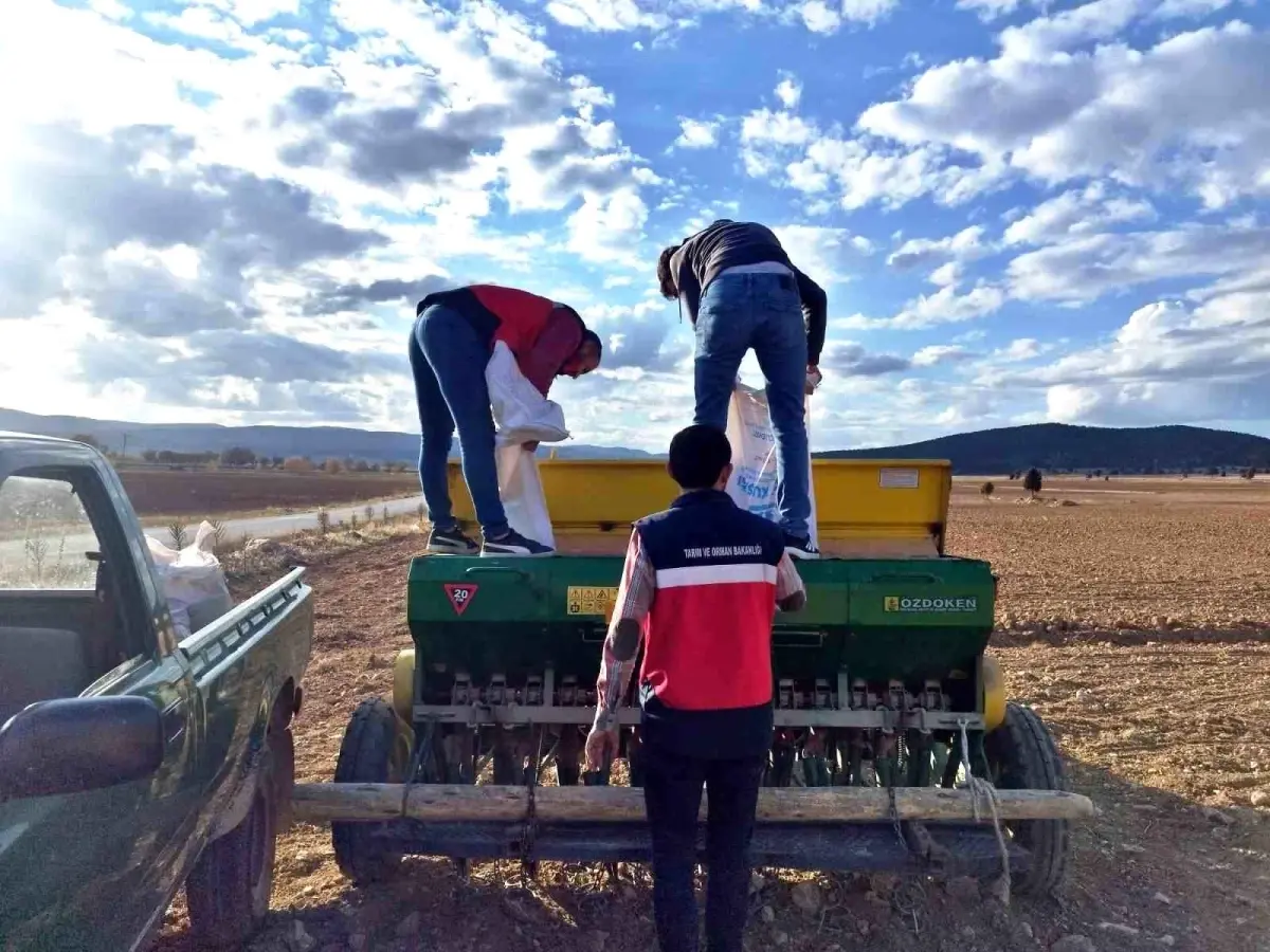 cavdarhisarda tohum dagitimi ve ekimi 21S4Vh82.jpg