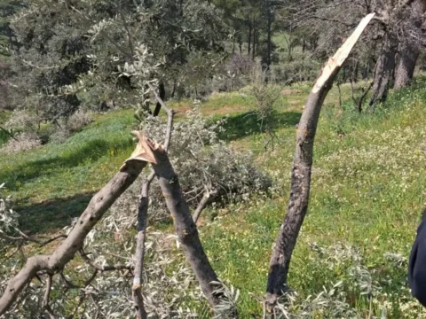 Koçarlı’da Ağaç Kesimi Skandalı: 700 Ağaç Yok Oldu