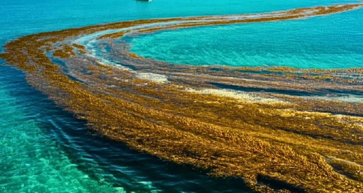 Kıyısı Olmayan Denizin Değişimi: Sargasso Denizi Tehdit Altında
