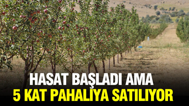 hasat-basladi-ama-5-kat-pahaliya-satiliyor-DgYxIRRQ