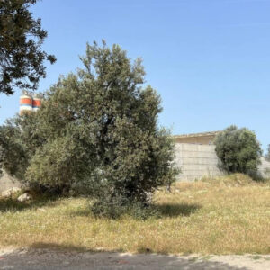Zeytinliği yok eden betona ‘hayatın olağan akışı’ kılıfı