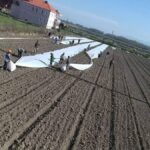 Kara toprakta hasat ediliyor tanesi 5 liradan ankara ve istanbula gonderiliyor ajBZaJfv