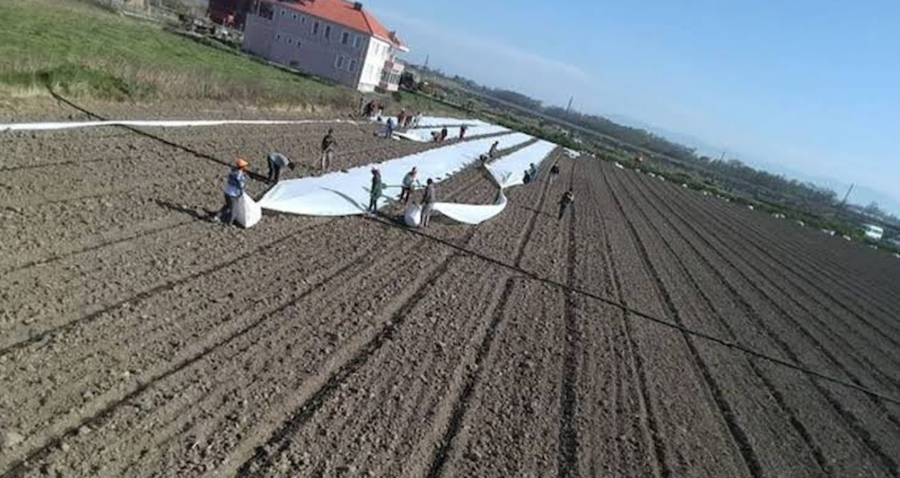 Kara toprakta hasat ediliyor tanesi 5 liradan ankara ve istanbula gonderiliyor ajBZaJfv